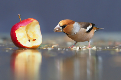 <i class='fa fa-user'></i> corvanspijk |   Appelvink  <i class='fa fa-eye'> 187</i>  <i class='fa fa-thumbs-up'> 7</i>   <i class='fa fa-comment-o'> 23</i>