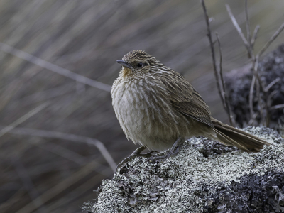 <i class='fa fa-user'></i> Paul van Giersbergen |   Junncanastero  <i class='fa fa-eye'> 116</i>  <i class='fa fa-thumbs-up'> 2</i>   <i class='fa fa-comment-o'> 4</i>