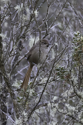 <i class='fa fa-user'></i> Paul van Giersbergen |   Gartepps Canastero  <i class='fa fa-eye'> 118</i>   <i class='fa fa-comment-o'> 1</i>