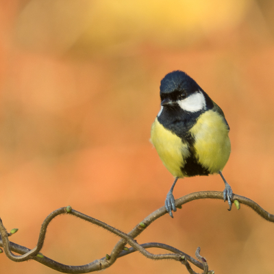 <i class='fa fa-user'></i> Truus Aletta Maan |   Koolmees  <i class='fa fa-eye'> 102</i>  <i class='fa fa-thumbs-up'> 1</i>   <i class='fa fa-comment-o'> 19</i>