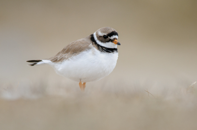 <i class='fa fa-user'></i> Wil Doorn-Meijne |   Bontbekplevier  <i class='fa fa-eye'> 203</i>  <i class='fa fa-thumbs-up'> 17</i>   <i class='fa fa-comment-o'> 12</i>