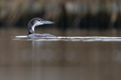 <i class='fa fa-user'></i> kevinhollmann |   IJsduiker  <i class='fa fa-eye'> 284</i>  <i class='fa fa-thumbs-up'> 20</i>   <i class='fa fa-comment-o'> 12</i>