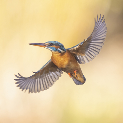 <i class='fa fa-user'></i> Arjan Troost |   IJsvogel  <i class='fa fa-eye'> 387</i>  <i class='fa fa-thumbs-up'> 33</i>   <i class='fa fa-comment-o'> 11</i>