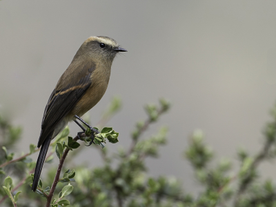 <i class='fa fa-user'></i> Paul van Giersbergen |   Bruinrugtapuittiran  <i class='fa fa-eye'> 86</i>  <i class='fa fa-thumbs-up'> 5</i>   <i class='fa fa-comment-o'> 6</i>