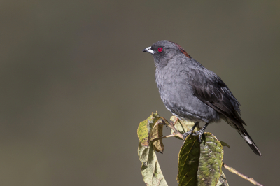 <i class='fa fa-user'></i> Paul van Giersbergen |   Roodkuifcotinga  <i class='fa fa-eye'> 114</i>  <i class='fa fa-thumbs-up'> 7</i>   <i class='fa fa-comment-o'> 4</i>
