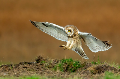 <i class='fa fa-user'></i> anevanrees |   Velduil  <i class='fa fa-eye'> 428</i>  <i class='fa fa-thumbs-up'> 40</i>   <i class='fa fa-comment-o'> 23</i>