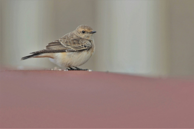 Deze vogel zat al enkele dagen op Texel en was voor mij dan ook een 'must' toen ik een paar dagen naar Texel ging. Een prachtig beest en helemaal fijn dat de vogel ook nog goed meewerkte.
