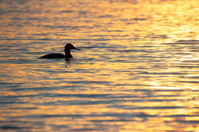 Deze middelste zaagbek was druk aan het duiken bij de Brouwersdam. De zonsondergang leverde wat mooie plaatjes op.