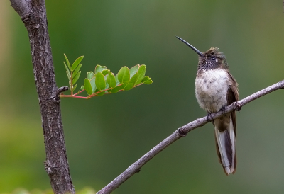 <i class='fa fa-user'></i> charlysax |   Bergnimf  <i class='fa fa-eye'> 97</i>  <i class='fa fa-thumbs-up'> 6</i>   <i class='fa fa-comment-o'> 6</i>