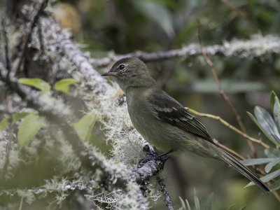 <i class='fa fa-user'></i> Paul van Giersbergen |   Andeselenia  <i class='fa fa-eye'> 71</i>   <i class='fa fa-comment-o'> 0</i>