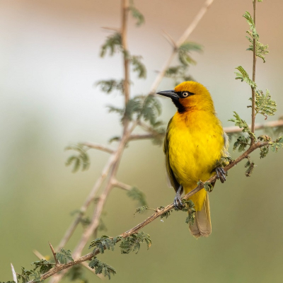 <i class='fa fa-user'></i> harrie69 |   Brilwever  <i class='fa fa-eye'> 155</i>  <i class='fa fa-thumbs-up'> 6</i>   <i class='fa fa-comment-o'> 9</i>