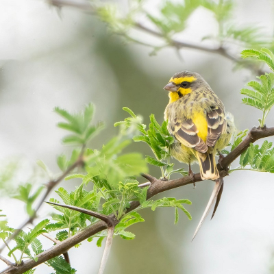 <i class='fa fa-user'></i> harrie69 |   Mozambiquesijs  <i class='fa fa-eye'> 179</i>  <i class='fa fa-thumbs-up'> 4</i>   <i class='fa fa-comment-o'> 7</i>