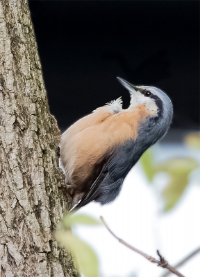 Ik kwam tot maar liefst 88 mogelijke vogelsoorten. Ideen te over dus. Maar dat bleek alleen in theorie zo te zijn. De praktijk was helaas ietwat weerbarstiger. Mijn camera-uitstapjes leverden helaas niet genoeg op.
De meest geschikte foto's bleken uit mijn eigen tuin te komen, waar ik in totaal enkele uren in de kou gezeten heb. Maar ik heb er wel zitten genieten! Wat gebeurt er veel in een tuin als je daar eens de tijd voor neemt!
Uiteindelijk heb ik deze aan een boom klevende Boomklever uit eigen tuin gekozen voor de MO.