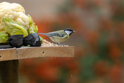 <i class='fa fa-user'></i> hansgans |   Koolmees  <i class='fa fa-eye'> 128</i>   <i class='fa fa-comment-o'> 23</i>