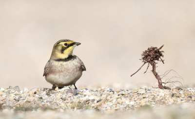 <i class='fa fa-user'></i> horneman69 |   Strandleeuwerik  <i class='fa fa-eye'> 130</i>  <i class='fa fa-thumbs-up'> 7</i>   <i class='fa fa-comment-o'> 21</i>