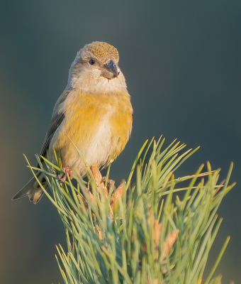 <i class='fa fa-user'></i> GerardvanDam |   Grote Kruisbek  <i class='fa fa-eye'> 109</i>  <i class='fa fa-thumbs-up'> 4</i>   <i class='fa fa-comment-o'> 21</i>