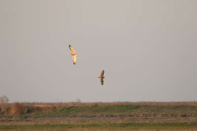 Prachtig als je de gelegenheid krijgt om velduilen te zien. Schitterend om ze vanuit het niets in beeld te krijgen en  hoe ze zich laten zien in het veld. Fotograferen was iets moeilijker, van de foto's die ik heb kunnen maken zijn er twee die ik hier wil laten zien. De rest is goed genoeg voor de prullenbak.