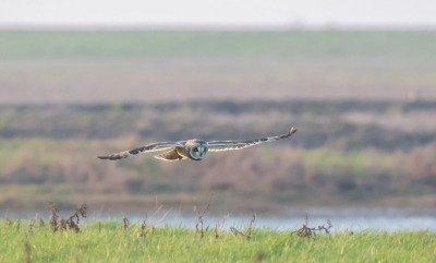 Prachtig als je de gelegenheid krijgt om velduilen te zien. Schitterend om ze vanuit het niets in beeld te krijgen en  hoe ze zich laten zien in het veld. Fotograferen was iets moeilijker, van de foto's die ik heb kunnen maken zijn er twee die ik hier wil laten zien. De rest is goed genoeg voor de prullenbak.