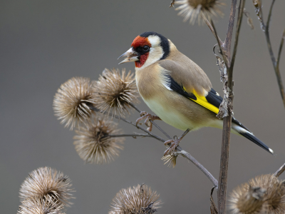 Al jaren probeer ik Putters te fotograferen in de tuin, eerst bleven ze hoog in de bomen, later kwamen ze enkel zonnepitten te eten uit een plastiek voedersilo.
Deze week begonnen ze sporadisch klis, kaardenbol en teuniszaden te eten, deze (on)kruiden heb ik nochtans al jaren in de tuin met de hoop op... putters.