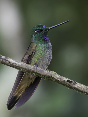 <i class='fa fa-user'></i> Paul van Giersbergen |   Violetkeelincakolibrie  <i class='fa fa-eye'> 75</i>  <i class='fa fa-thumbs-up'> 1</i>   <i class='fa fa-comment-o'> 2</i>