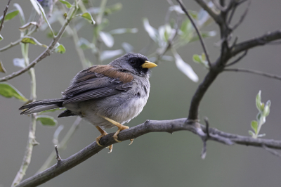 <i class='fa fa-user'></i> Paul van Giersbergen |   Roodrugincagors  <i class='fa fa-eye'> 82</i>  <i class='fa fa-thumbs-up'> 1</i>   <i class='fa fa-comment-o'> 2</i>