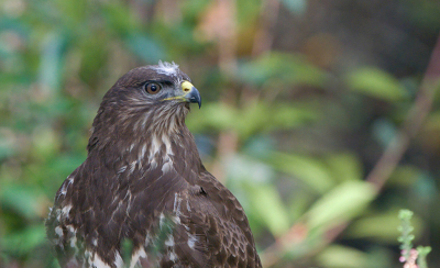 Eens een keertje de Buizerd anders. Deze scharrelde als een fazant tussen de heide polletjes en andere vegetatie door, voor de kijkhut .