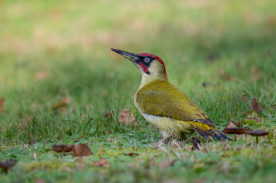 <i class='fa fa-user'></i> Freddy69 |   Groene Specht  <i class='fa fa-eye'> 172</i>  <i class='fa fa-thumbs-up'> 10</i>   <i class='fa fa-comment-o'> 21</i>