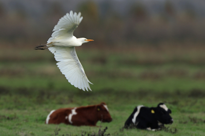 <i class='fa fa-user'></i> Gejo Wassink |   Koereiger  <i class='fa fa-eye'> 126</i>  <i class='fa fa-thumbs-up'> 6</i>   <i class='fa fa-comment-o'> 20</i>