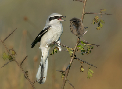 <i class='fa fa-user'></i> Hillebrand Keun |   Klapekster  <i class='fa fa-eye'> 439</i>  <i class='fa fa-thumbs-up'> 25</i>   <i class='fa fa-comment-o'> 20</i>