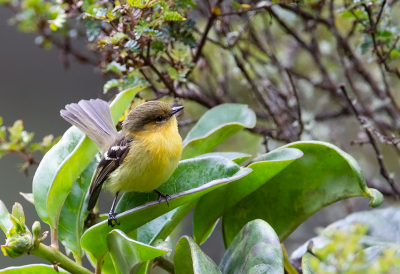 <i class='fa fa-user'></i> charlysax |   Goudkeeltiran  <i class='fa fa-eye'> 98</i>  <i class='fa fa-thumbs-up'> 1</i>   <i class='fa fa-comment-o'> 4</i>