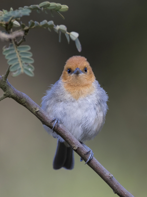 <i class='fa fa-user'></i> Paul van Giersbergen |   Bruinflanktangare  <i class='fa fa-eye'> 146</i>  <i class='fa fa-thumbs-up'> 8</i>   <i class='fa fa-comment-o'> 6</i>