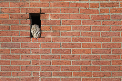 <i class='fa fa-user'></i> thijsglastra |   Steenuil  <i class='fa fa-eye'> 199</i>  <i class='fa fa-thumbs-up'> 10</i>   <i class='fa fa-comment-o'> 22</i>