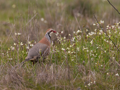 Vogel foto: Alectoris rufa / Rode Patrijs / Red-legged Partridge