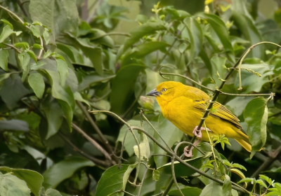 <i class='fa fa-user'></i> John Saxofoonbird |   Saffraanwever  <i class='fa fa-eye'> 135</i>   <i class='fa fa-comment-o'> 2</i>