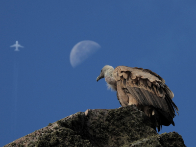 Vogel foto: Gyps fulvus / Vale Gier / Griffon Vulture