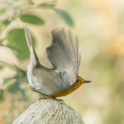 <i class='fa fa-user'></i> christina |   Roodborst  <i class='fa fa-eye'> 98</i>   <i class='fa fa-comment-o'> 20</i>