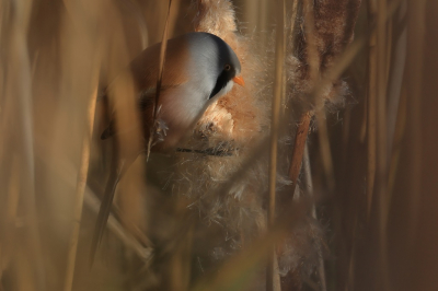 Baardmannetjes.......of je hebt een lucky day en ze zitten volop boven in het riet. 
Of je hebt een mindere dag en ze kruipen tussen het riet...........oftewel een uitdaging.