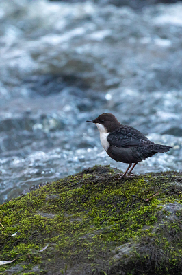 <i class='fa fa-user'></i> Alex Roetemeijer |   Waterspreeuw  <i class='fa fa-eye'> 97</i>  <i class='fa fa-thumbs-up'> 1</i>   <i class='fa fa-comment-o'> 20</i>