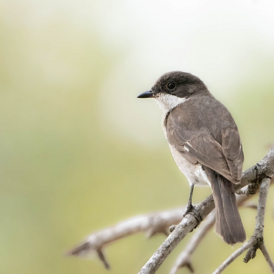 <i class='fa fa-user'></i> harrie69 |   Klauwiervliegenvanger  <i class='fa fa-eye'> 154</i>   <i class='fa fa-comment-o'> 3</i>