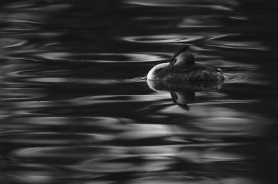 <i class='fa fa-user'></i> Alex Roetemeijer |   Fuut  <i class='fa fa-eye'> 218</i>  <i class='fa fa-thumbs-up'> 23</i>   <i class='fa fa-comment-o'> 16</i>