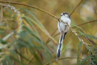 <i class='fa fa-user'></i> Vincent Vuik |   Staartmees  <i class='fa fa-eye'> 127</i>  <i class='fa fa-thumbs-up'> 8</i>   <i class='fa fa-comment-o'> 19</i>