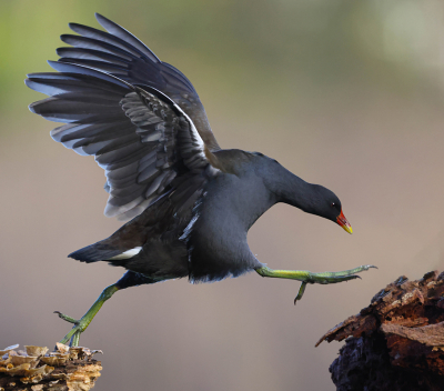 <i class='fa fa-user'></i> Henk Wiebe van der Meulen |   Waterhoen  <i class='fa fa-eye'> 249</i>  <i class='fa fa-thumbs-up'> 19</i>   <i class='fa fa-comment-o'> 14</i>