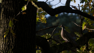 <i class='fa fa-user'></i> Gert-Jan Cromwijk |   Houtduif  <i class='fa fa-eye'> 105</i>   <i class='fa fa-comment-o'> 19</i>