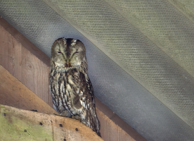 Bird picture: Strix aluco / Bosuil / Tawny Owl