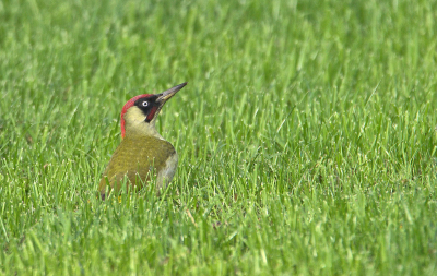 <i class='fa fa-user'></i> RTL |   Groene Specht  <i class='fa fa-eye'> 107</i>   <i class='fa fa-comment-o'> 21</i>