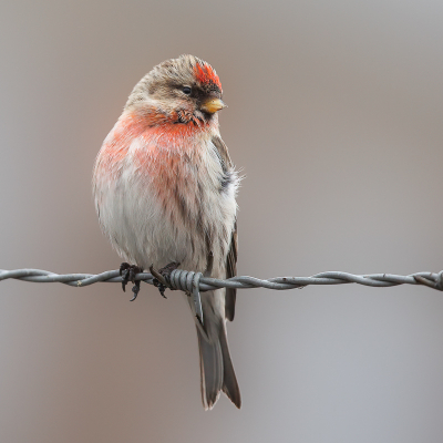 Bird picture: Acanthis flammea / Grote Barmsijs / Mealy Redpoll