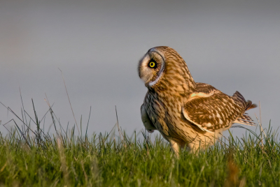 <i class='fa fa-user'></i> Ben Reitsma |   Velduil  <i class='fa fa-eye'> 112</i>  <i class='fa fa-thumbs-up'> 2</i>   <i class='fa fa-comment-o'> 21</i>