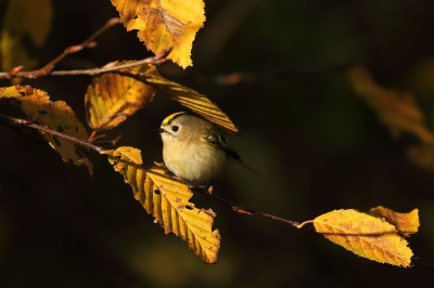 <i class='fa fa-user'></i> hjstukker |   Goudhaan  <i class='fa fa-eye'> 156</i>  <i class='fa fa-thumbs-up'> 9</i>   <i class='fa fa-comment-o'> 21</i>