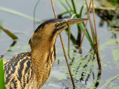 <i class='fa fa-user'></i> anevanrees |   Roerdomp  <i class='fa fa-eye'> 113</i>  <i class='fa fa-thumbs-up'> 5</i>   <i class='fa fa-comment-o'> 19</i>