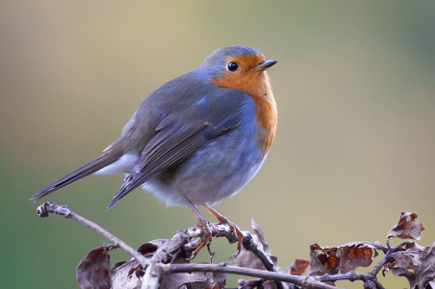 <i class='fa fa-user'></i> GeertN |   Roodborst  <i class='fa fa-eye'> 79</i>   <i class='fa fa-comment-o'> 19</i>